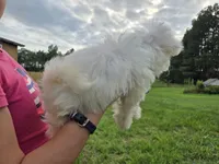 Sugar , a female Maltese for sale in Boydton, VA – 5 of 5