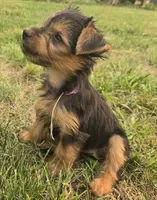 Angel , a female Yorkshire Terrier for sale in Boydton, VA – 1 of 4