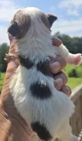 Robert , a male Yorkshire Terrier for sale in Boydton, VA – 4 of 4