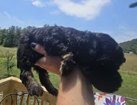 Beauty , a female Poodle - Toy  for sale in Boydton, VA – 3 of 4