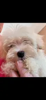 Koda, a male Morkie for sale in Boydton, VA – 1 of 1