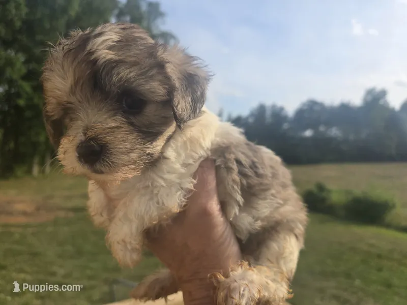 Bear – Yorkipoo puppy for sale in Boydton, VA