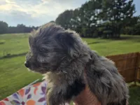 Blue boy, a male Yorkshire Terrier for sale in Boydton, VA – 3 of 5