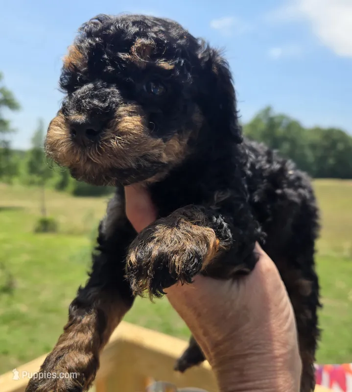 Jerry phantom  – Poodle - Toy  puppy for sale in Boydton, VA