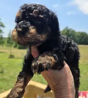 Jerry phantom , a male Poodle - Toy  for sale in Boydton, VA – 1 of 3