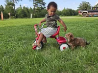 Bob, a male Yorkipoo for sale in Boydton, VA – 2 of 4