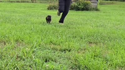 Henry , a male Yorkshire Terrier for sale in Boydton, VA – 3 of 3