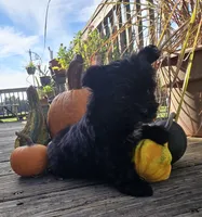 Kb , a male Yorkshire Terrier for sale in Boydton, VA – 2 of 2