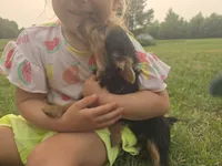 George , a male Yorkshire Terrier for sale in Boydton, VA – 1 of 4