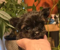 Micro girl , a female Yorkshire Terrier for sale in Boydton, VA – 2 of 7