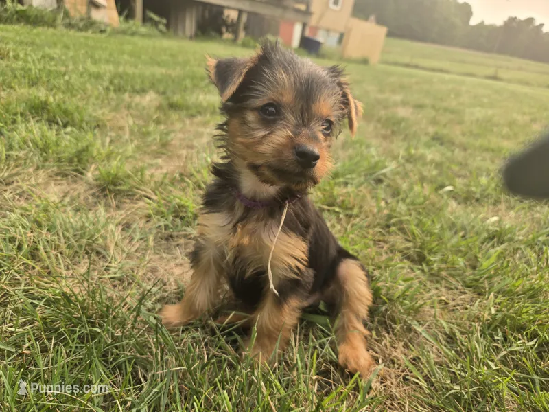 Frank  – Yorkshire Terrier puppy for sale in Boydton, VA