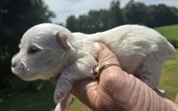 Platinum , a male Yorkshire Terrier for sale in Boydton, VA – 3 of 5