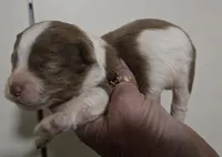 Bob, a male Shihpoo for sale in Boydton, VA – 2 of 3