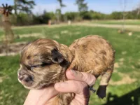 Merle girl , a female Shihpoo for sale in Boydton, VA – Photo 2 of 3