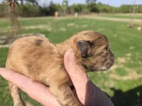 Merle girl , a female Shihpoo for sale in Boydton, VA – Photo 3 of 3