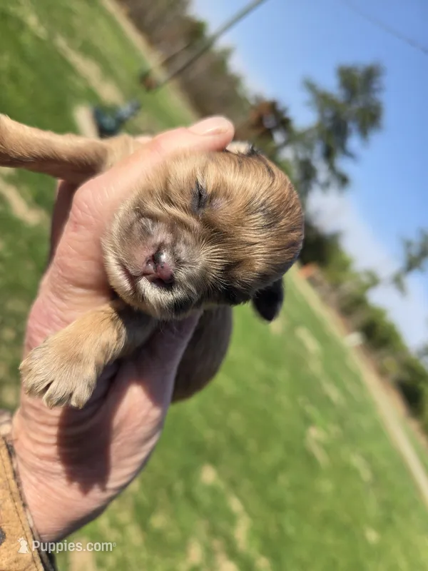 Merle girl  – Shihpoo puppy for sale in Boydton, VA