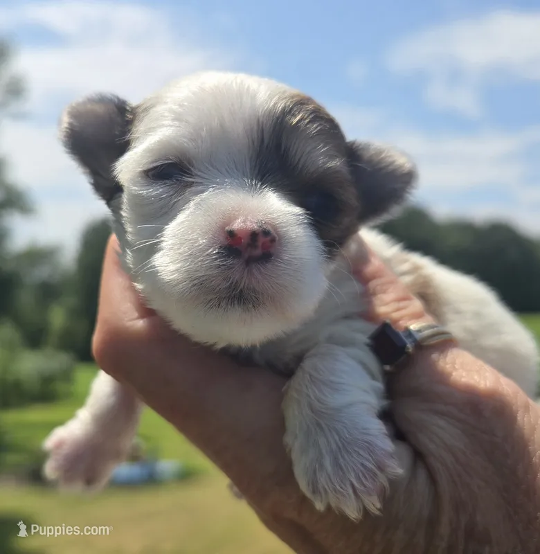 Robert  – Yorkshire Terrier puppy for sale in Boydton, VA