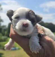 Robert , a male Yorkshire Terrier for sale in Boydton, VA – 1 of 4