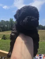 Beauty , a female Poodle - Toy  for sale in Boydton, VA – 1 of 4