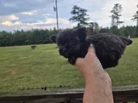 Micro girl , a female Yorkshire Terrier for sale in Boydton, VA – 6 of 7