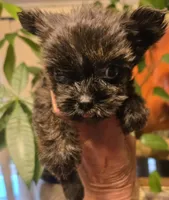 Micro girl , a female Yorkshire Terrier for sale in Boydton, VA – 3 of 7