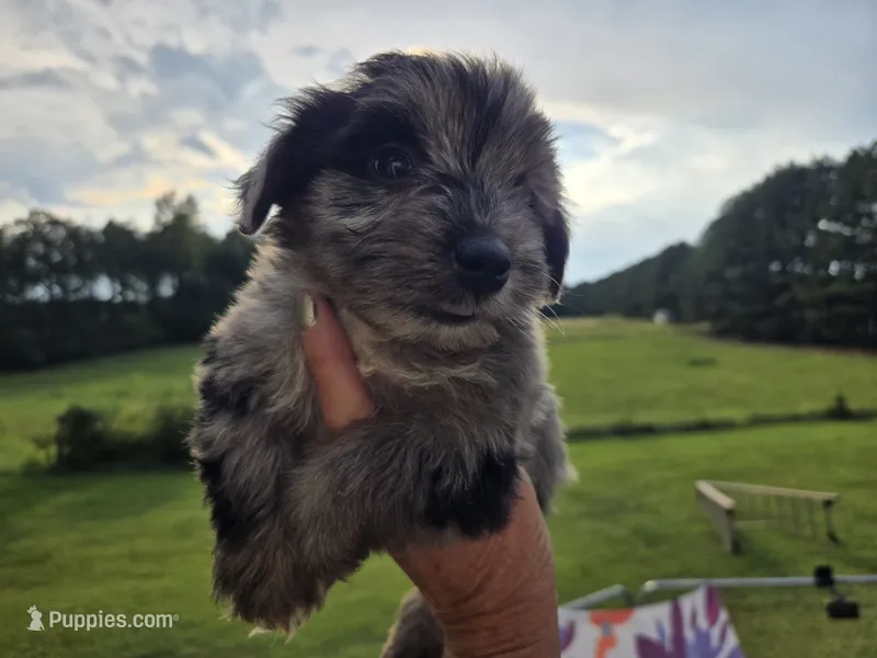 Blue boy – Yorkshire Terrier puppy for sale in Boydton, VA