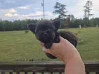Micro girl , a female Yorkshire Terrier for sale in Boydton, VA – 4 of 7