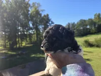 Candys baby, a male Poodle - Toy  for sale in Boydton, VA – 2 of 3