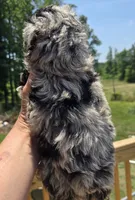 Boo, a male Poodle - Toy  for sale in Boydton, VA – 2 of 3