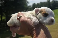Platinum , a male Yorkshire Terrier for sale in Boydton, VA – 5 of 5