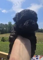 Beauty , a female Poodle - Toy  for sale in Boydton, VA – 2 of 4