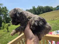 Merle tiny boy, a male Poodle - Toy  for sale in Boydton, VA – 2 of 3