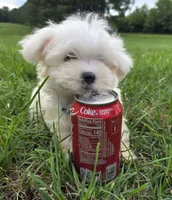 Sugar , a female Maltese for sale in Boydton, VA – 4 of 5