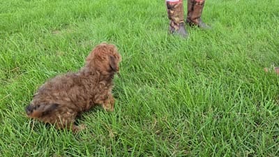 Bob, a male Yorkipoo for sale in Boydton, VA – 4 of 4