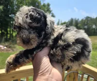 Boo, a male Poodle - Toy  for sale in Boydton, VA – 3 of 3
