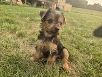 Angel , a female Yorkshire Terrier for sale in Boydton, VA – 2 of 4