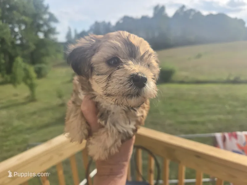 Sweety – Yorkipoo puppy for sale in Boydton, VA