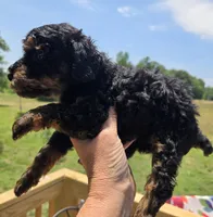 Jerry phantom , a male Poodle - Toy  for sale in Boydton, VA – 3 of 3
