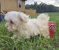 Sugar , a female Maltese for sale in Boydton, VA – 3 of 5