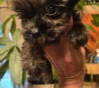 Micro girl , a female Yorkshire Terrier for sale in Boydton, VA – 5 of 7
