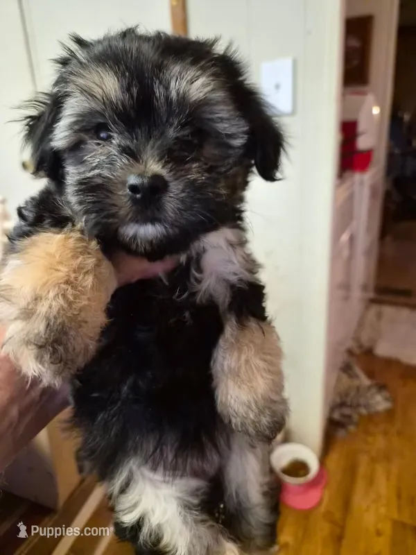 Sugar  – Morkie puppy for sale in Boydton, VA