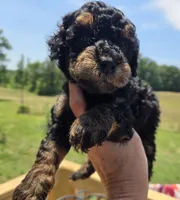Jerry phantom , a male Poodle - Toy  for sale in Boydton, VA – 2 of 3