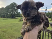 Merle chocolate , a male Yorkshire Terrier for sale in Boydton, VA – 2 of 5