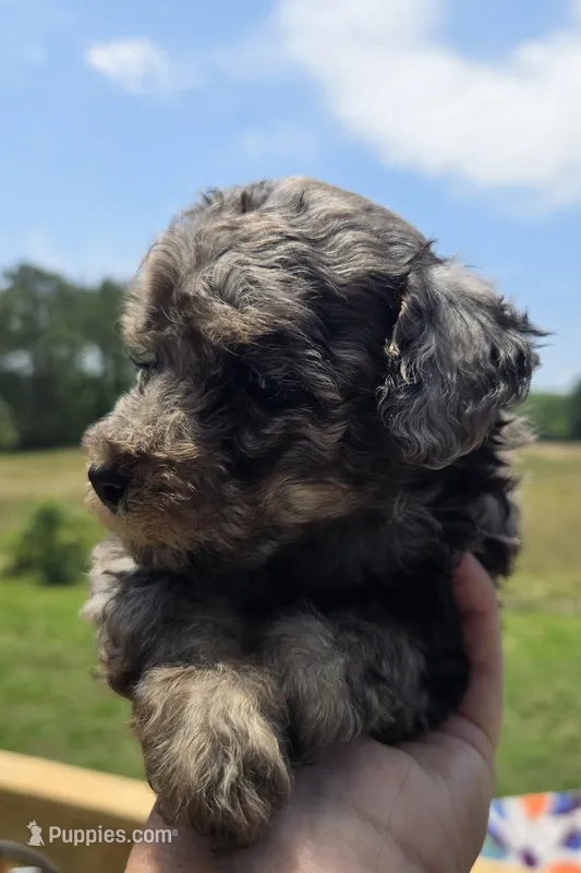 Merle girl  – Poodle - Toy  puppy for sale in Boydton, VA