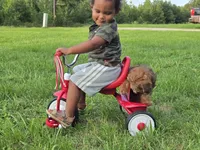 Bob, a male Yorkipoo for sale in Boydton, VA – 3 of 4