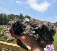 Merle girl , a female Poodle - Toy  for sale in Boydton, VA – 3 of 3