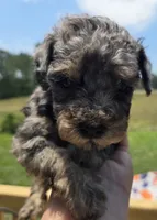 Merle girl , a female Poodle - Toy  for sale in Boydton, VA – 2 of 3