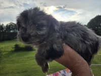 Blue boy, a male Yorkshire Terrier for sale in Boydton, VA – 5 of 5