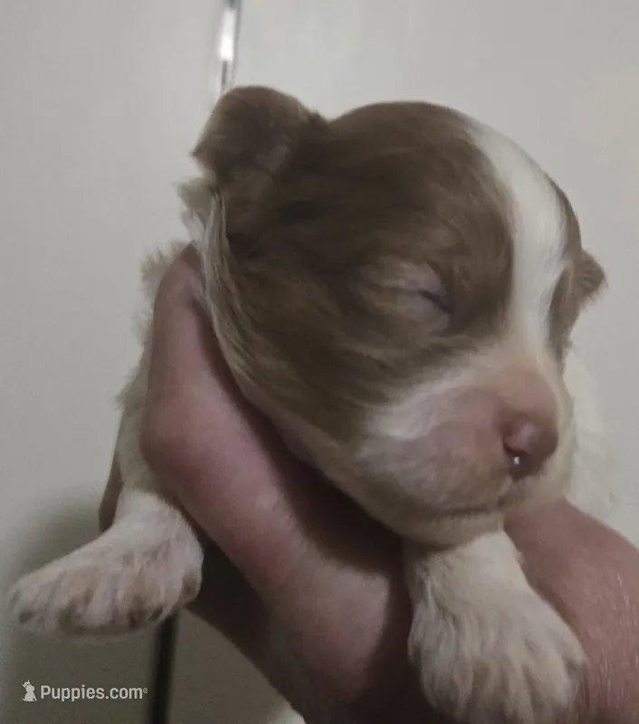 Bob – Shihpoo puppy for sale in Boydton, VA