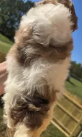 Sweety, a female Shihpoo for sale in Boydton, VA – Photo 3 of 3